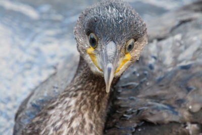 Close-up portrait of a young bird