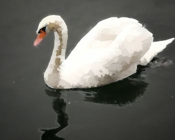 Swan swimming in lake