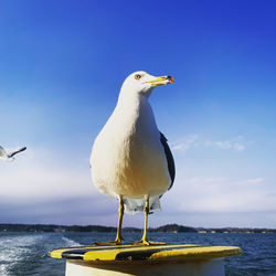 Seagull perching on a sea against sky
