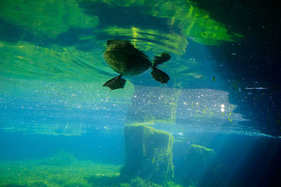 Fish swimming in water