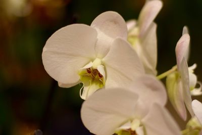 Close-up of white flowering plant