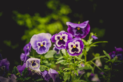 Close-up of purple flowers blooming outdoors