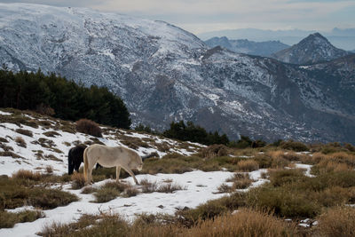 Horse grazing on snow field against sky