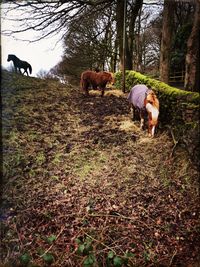 Horses on dirt road