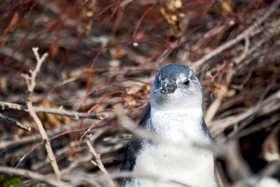 Close-up of a bird on branch