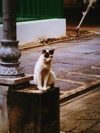 Cat resting on wooden floor