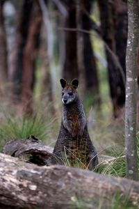 Portrait of an animal on tree trunk