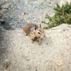 Close up of squirrel on tree trunk