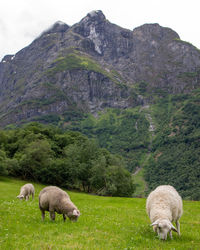 Sheep grazing in a field in front of a mountain in norway called brekkenosi