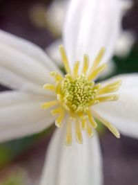 Close-up of yellow flower blooming outdoors