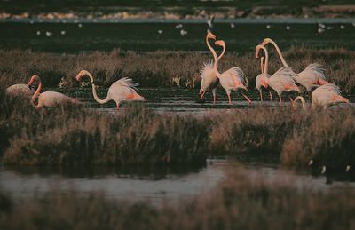 View of birds in lake