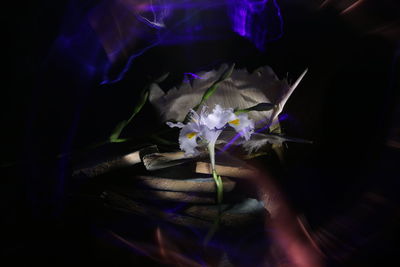 Close-up of hand holding purple flowering plant