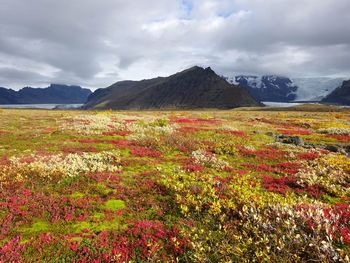 Scenic view of flowering plants on field against sky