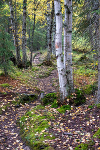 Trees in forest