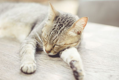 Close-up of a cat sleeping