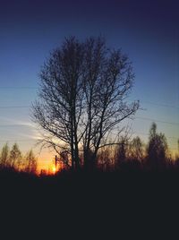 Silhouette of trees at sunset