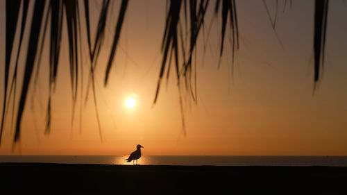 Silhouette woman on beach against sky during sunset