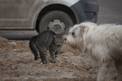 The cat aggressively attacks the dog. dog and cat met on the street. 