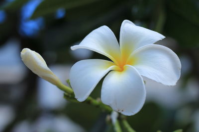 Close-up of white flowering plant