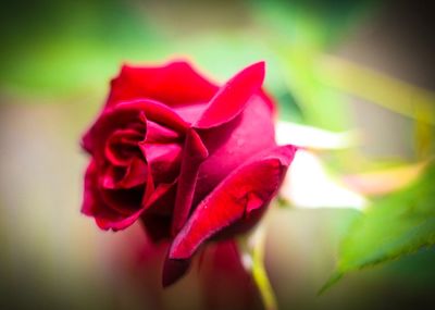 Close-up of red rose