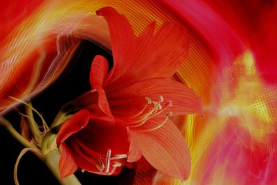 Close-up of red rose flower