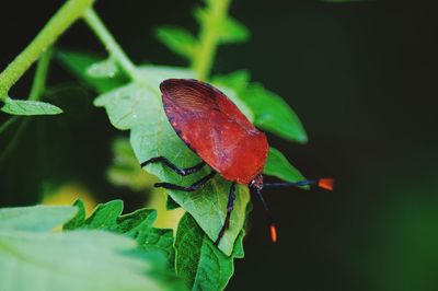 Close-up of insect on plant