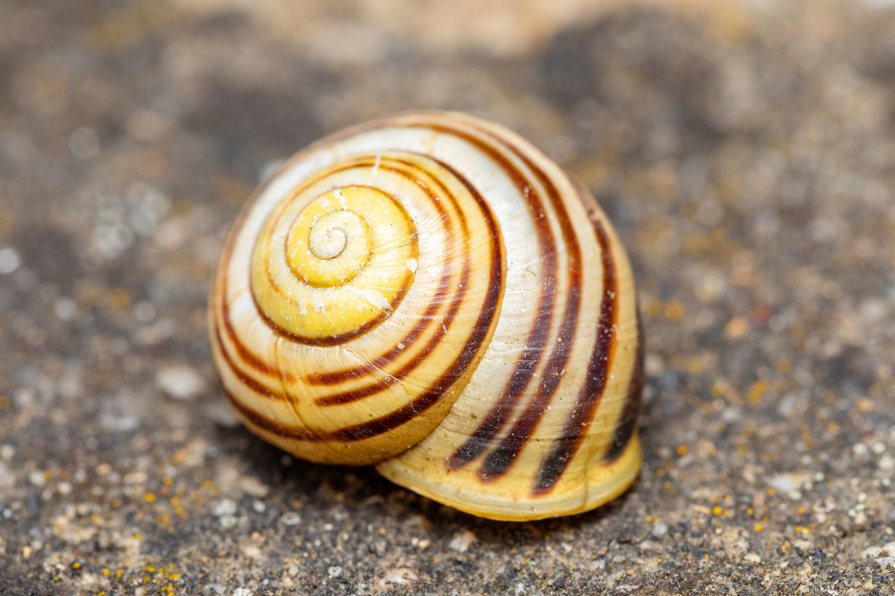CLOSE-UP OF SNAIL ON DIRT