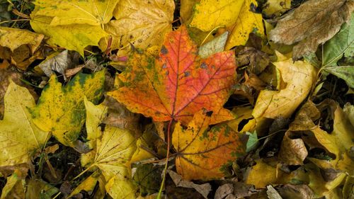 High angle view of yellow maple leaf in forest