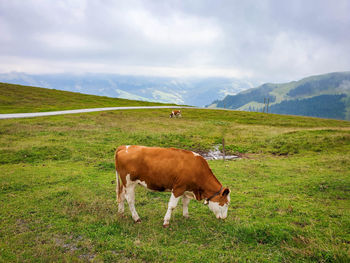 Horse grazing in field