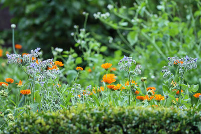 Close-up of flowering plant