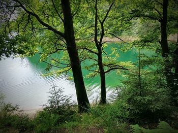 Trees by lake in forest