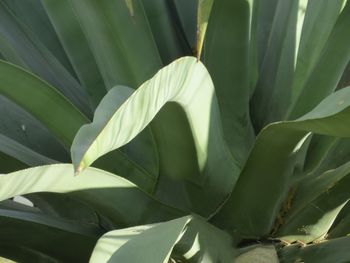 High angle view of succulent plant leaves