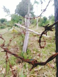 Close-up of lizard on branch