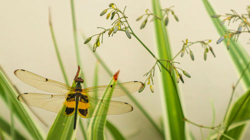 Close-up of dragonfly on plant