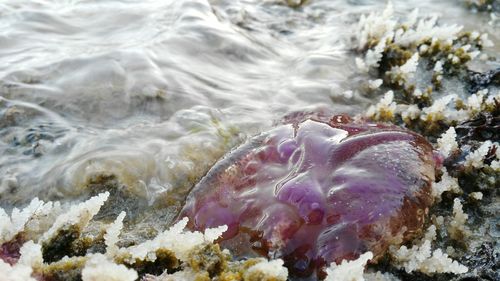 Close-up of jellyfish in sea