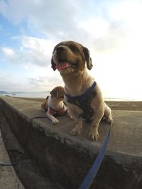 Dog looking at camera against sky