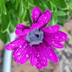 Close-up of wet pink flower blooming outdoors