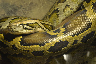 Close-up of turtle in zoo