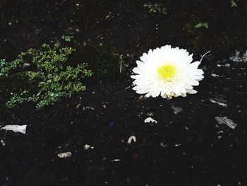 High angle view of white flowering plant on field