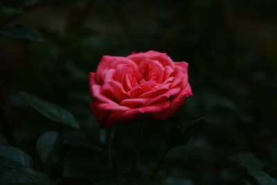 Close-up of pink rose