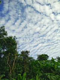 Low angle view of trees against sky
