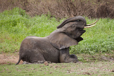 Side view of elephant on field