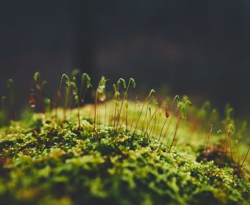 Close-up of plants growing on field