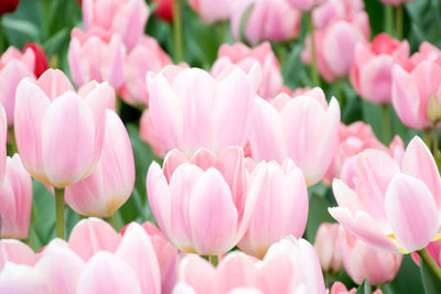 Close-up of pink tulips