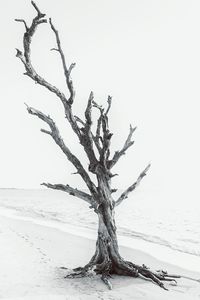 Close-up of bare tree on sand against clear sky