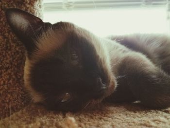 Close-up portrait of cat relaxing