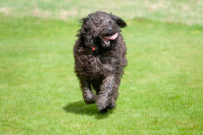 Black labradoodle dog running towards camera with its tongue sticking out