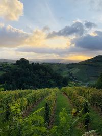 Scenic view of agricultural field against sky during sunset