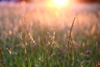 Close-up of plant growing on field at sunset