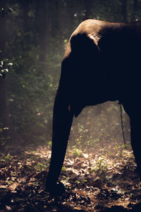 Dog in a forest